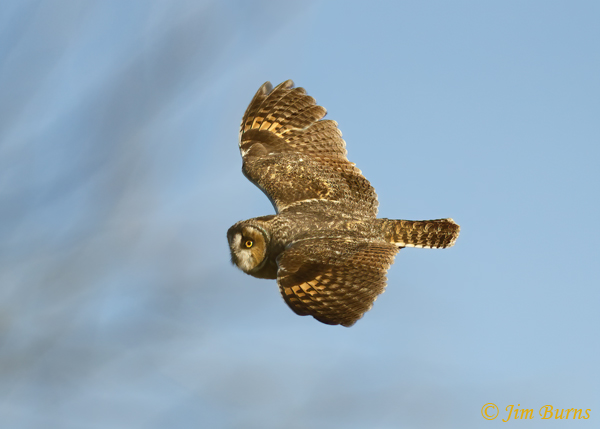 Long-eared Owl in flight dorsal view--5766