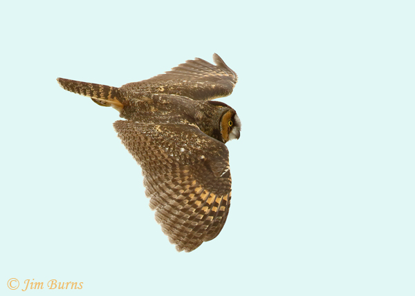 Long-eared Owl in flight descending--0270