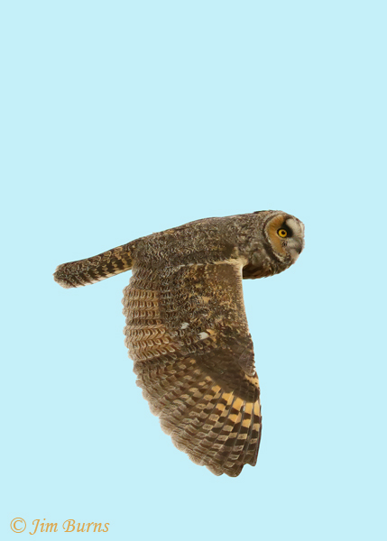 Long-eared Owl in flight downstroke--0261