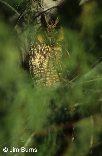 Long-eared Owl in greenery