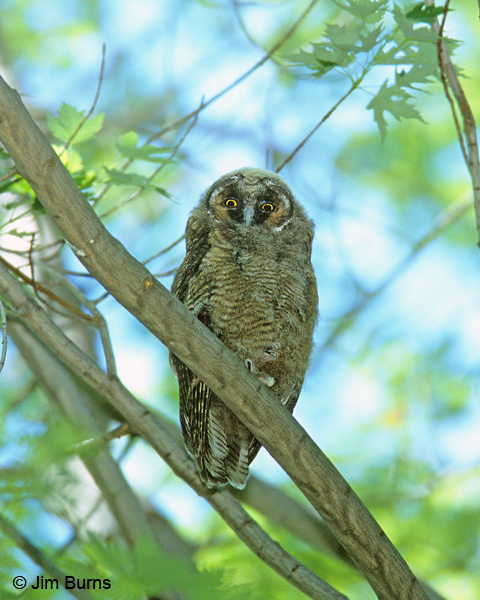 Long-eared Owl juvenile