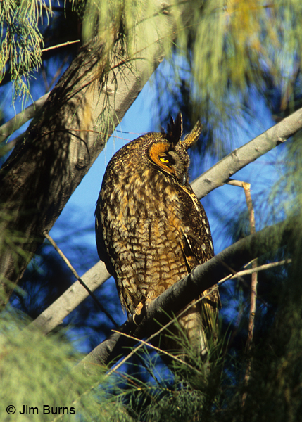 Long-eared Owl on roost