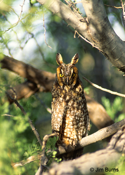 Long-eared Owl #2