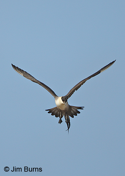 Long-tailed Jaeger kiting vertical