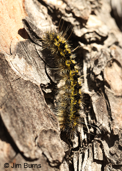 Lophocampa ingens larva on larval host, Ponderosa Pine, Sulfide Del Rey, Pinal Peak, Arizona