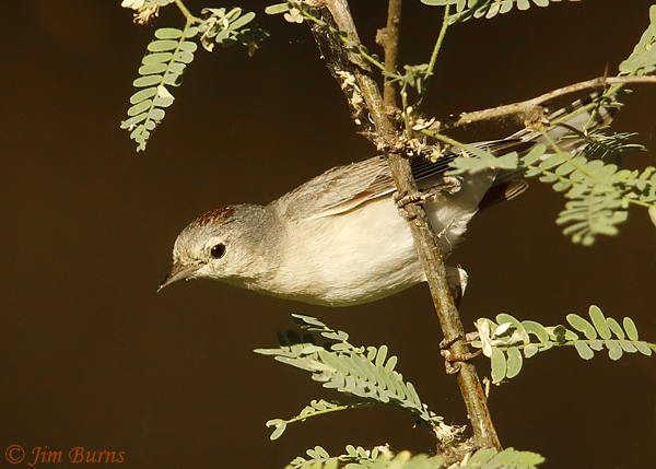 Lucy's Warbler male in mesquite tree--2096