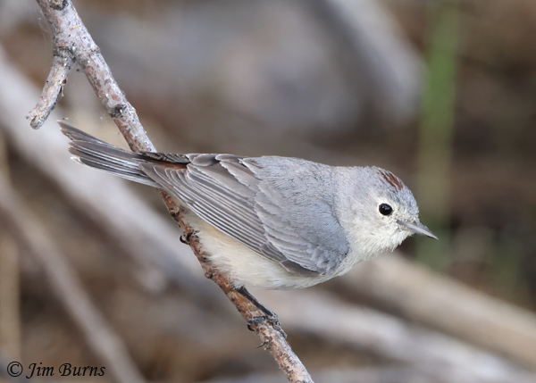 Lucy's Warbler--2402