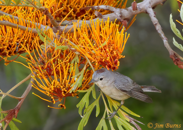 Lucy's Warbler in Silky Oak blossoms--4113
