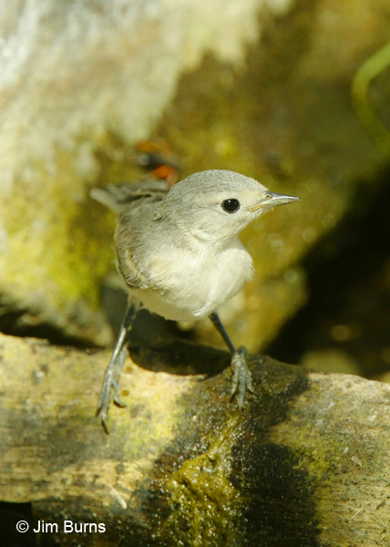 Lucy's Warbler juvenile