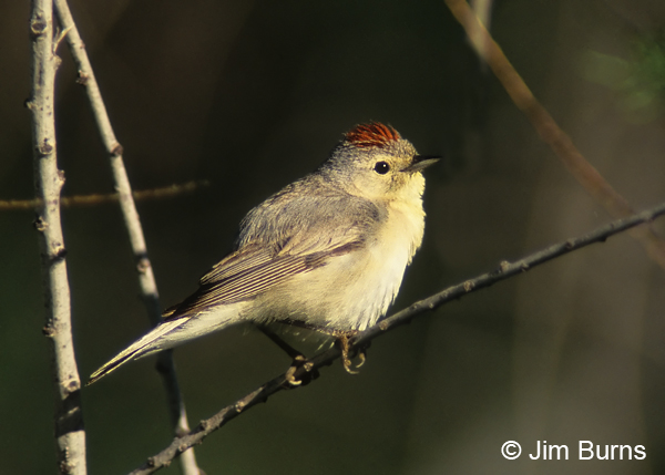 Lucy's Warbler male