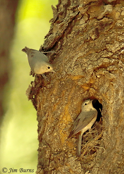 Lucy's Warbler pair at nest cavity--3419