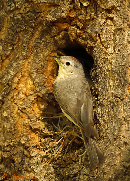 Lucy's Warbler male with caterpillar at nest cavity--3253