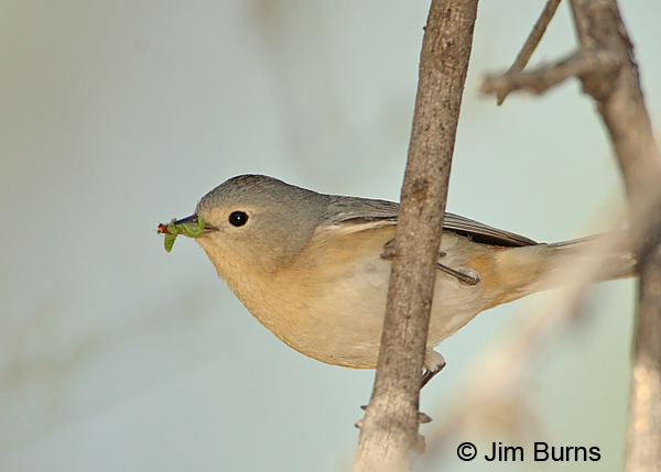 Lucy's Warbler male with insects for nestlings #2