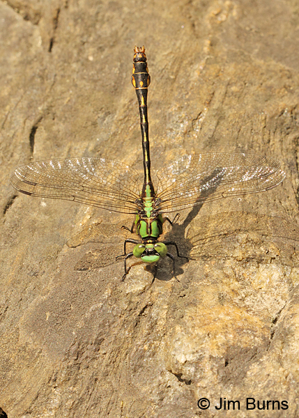 Maine Snaketail male dorsal view, Caledonia Co., VT, July 2014.