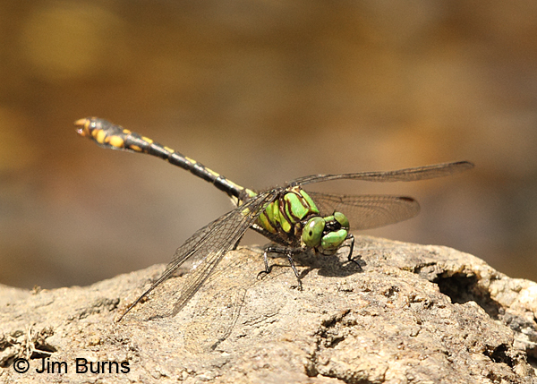 Maine Snaketail male thorax, Caledonia Co., VT, July 2014