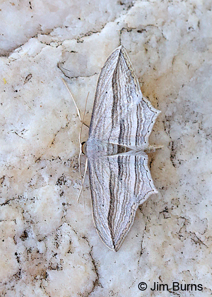 Many-lined Angle Moth, Arizona