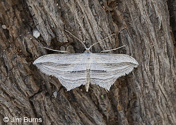 Many-lined Angle Moth on tree, Arizona