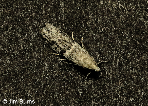 Mediterranean Flour Moth, Arizona