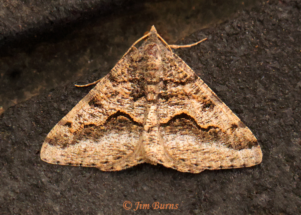 Mesquite Looper Moth, Arizona--5879