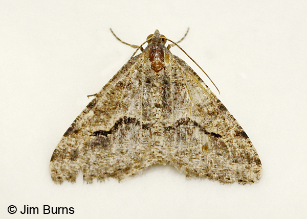Mesquite Looper Moth, very worn, Arizona