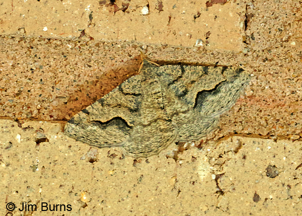 Mesquite Looper Moth, Texas