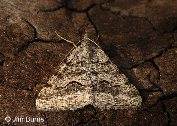 Mesquite Looper Moth #2, Arizona