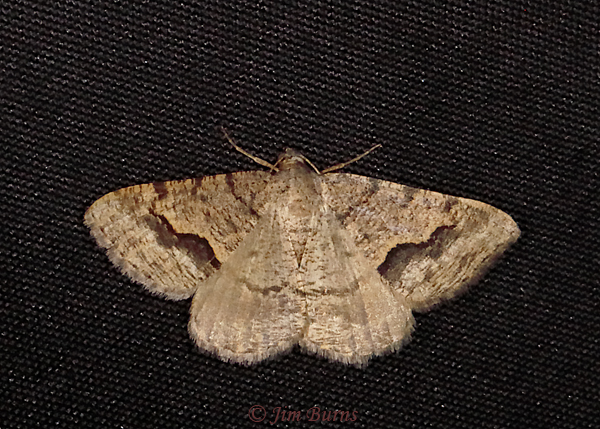 Mesquite Looper Moth, Arizona--0702