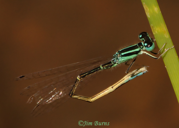 Mexican Forktail male cleaning appendages, Maricopa Co., AZ, September 2022--2092