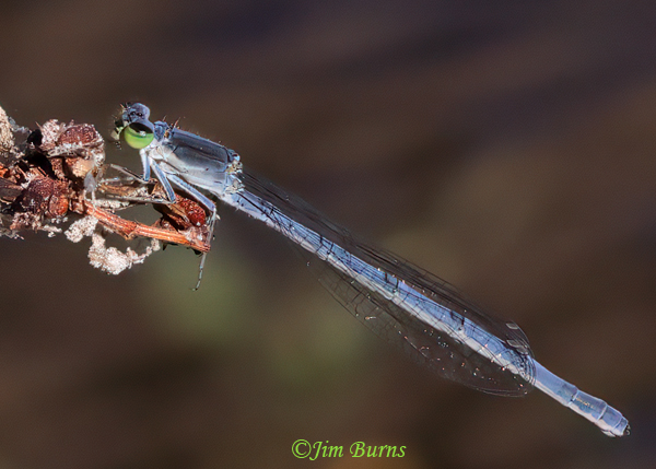 Mexican Forktail female, Maricop Co., AZ, October 2023--6941