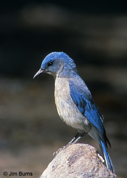 Mexican Jay on rock