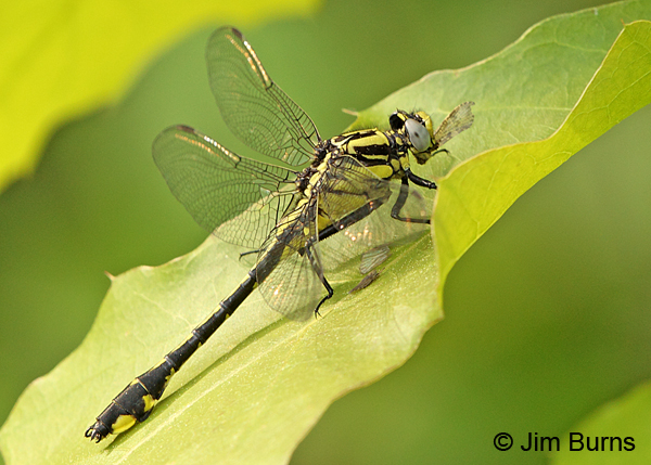 Midland Clubtail female eating fly, Vilas Co., WI, June 2014