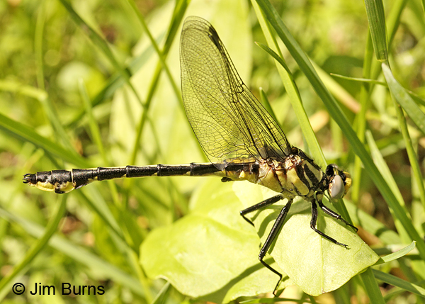 Midland Clubtail teneral male in grass, Pine Co., MN, June 2014
