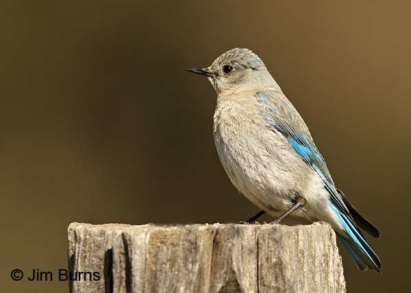 Mountain Bluebird