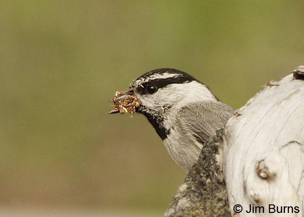 Mountain Chickadee with nesting material