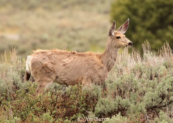 Mule Deer doe in sagebrush shedding winter coat--2462