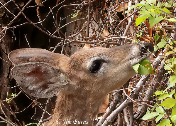 Mule Deer yearling at lunch--5118