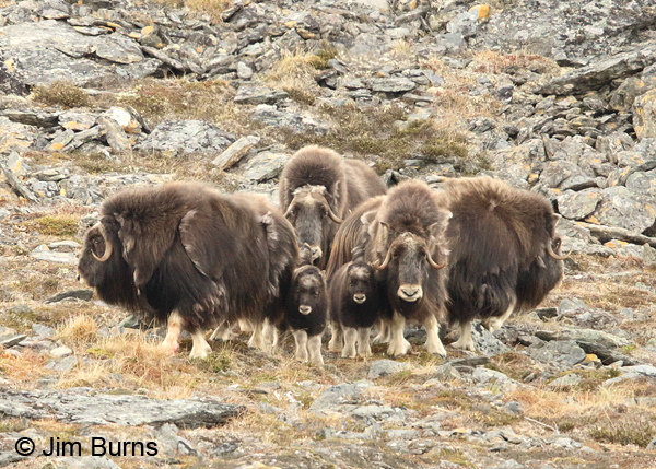 Musk Ox herd defensive posture, calves in the middle