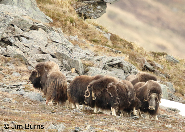 Musk Ox herd strategy, circling the calves
