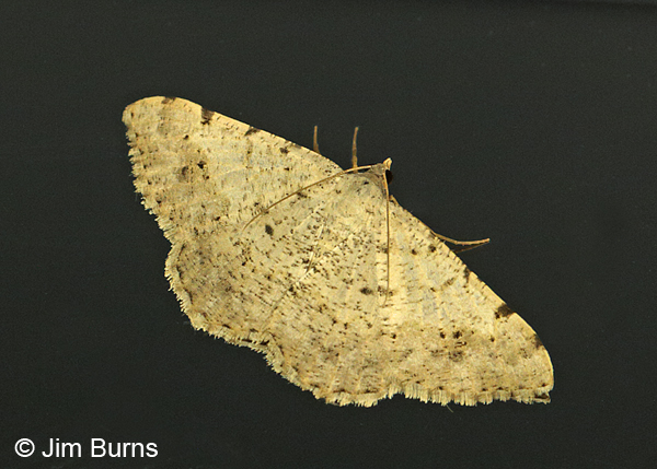 Nocturnal Speckled Moth, Arizona