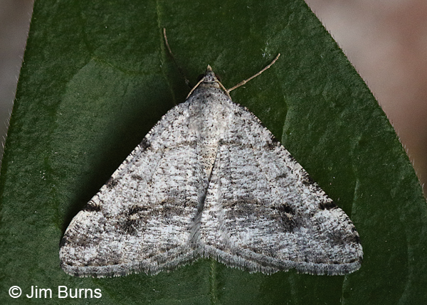 Nocturnal Speckled Moth, Madera Canyon, Arizona