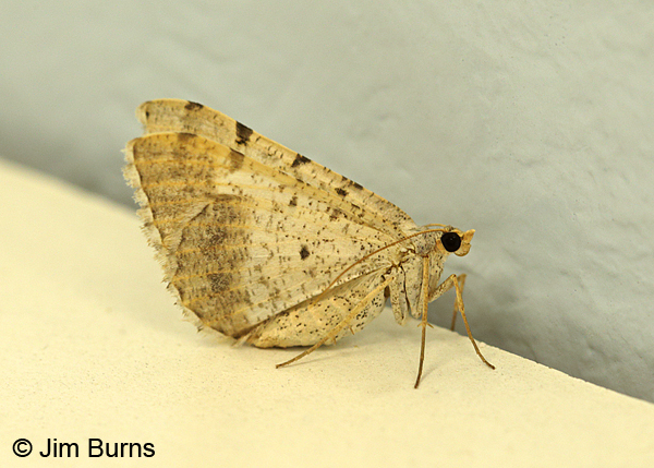 Nocturnal Speckled Moth underwing, Arizona