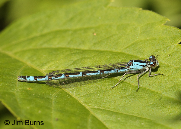 Northern Bluet andromorph female, Rusk Co., WI, June 2014