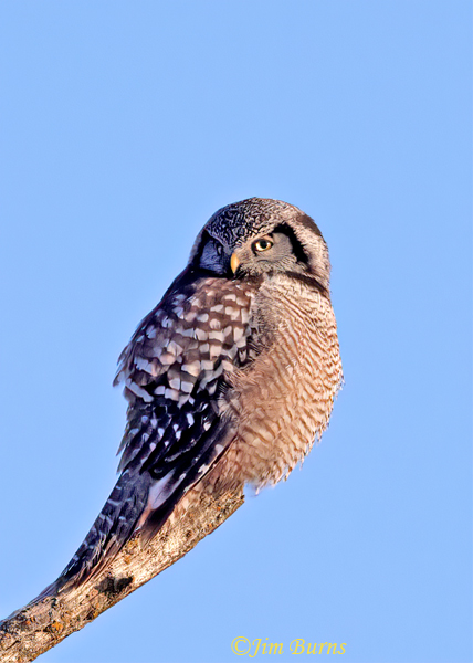 Northern Hawk Owl adult--6123