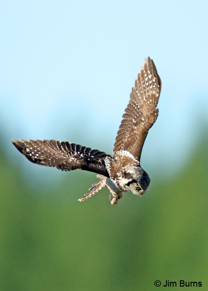 Northern Hawk Owl dropping on prey