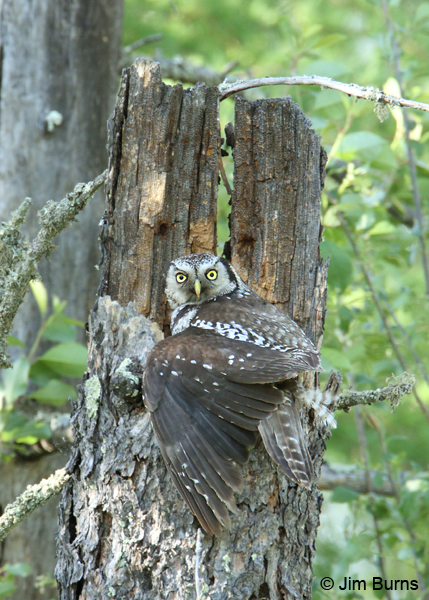 Northern Hawk Owl female mantling prey feeding young