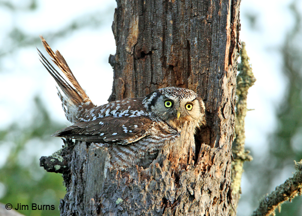 Northern Hawk Owl female on nest