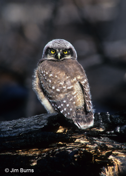 Northern Hawk Owl fledgling