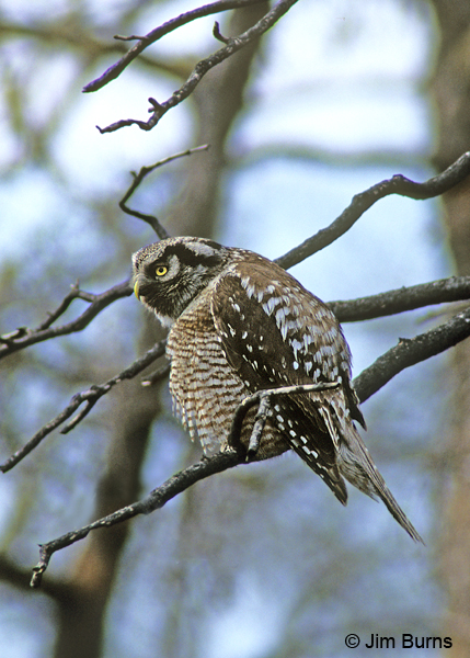 Northern Hawk Owl fluffing feathers