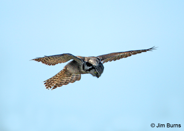 Northern Hawk Owl hover hunting