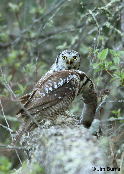 Northern Hawk Owl prey exchange female in foreground